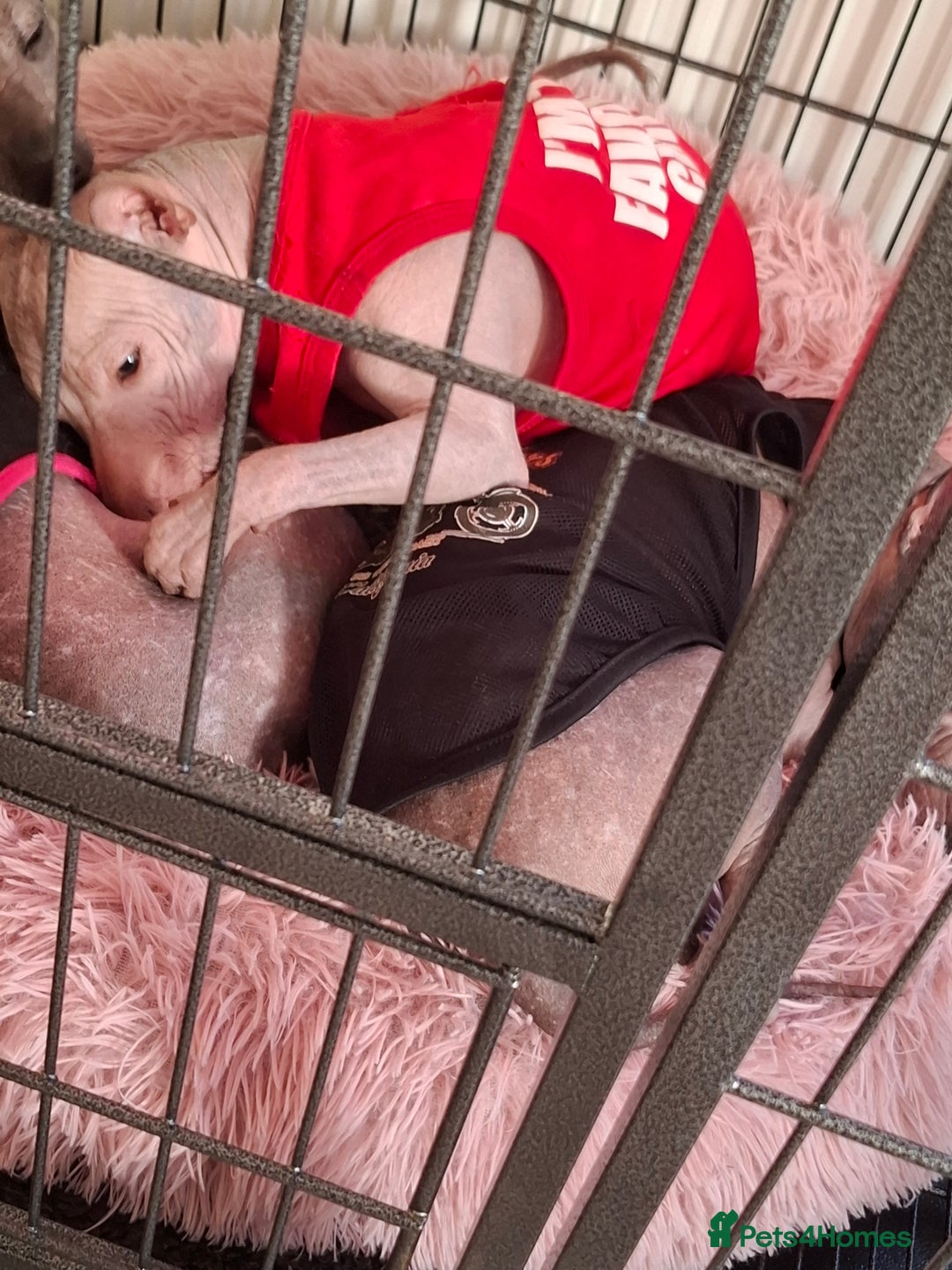 Mexican Hairless dogs for sale: Beautiful little boy 18week old - Advert 17