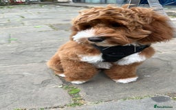 Goldendoodle dogs for sale: Australian Labradoodle RED&White TUX -Waiting list - Image 21