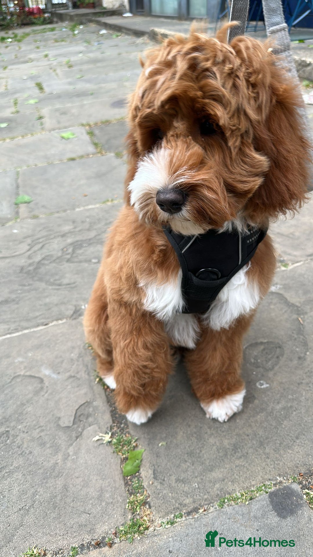 Goldendoodle dogs for sale: Australian Labradoodle RED&White TUX -Waiting list - Image 21
