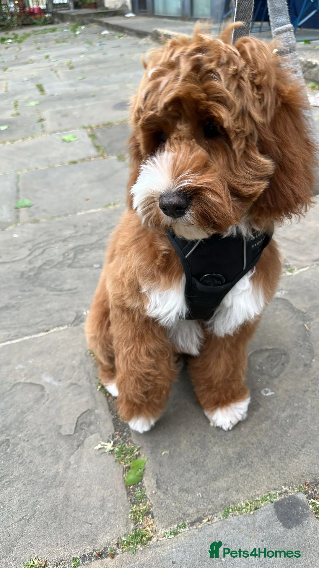 Goldendoodle dogs for sale: WAITING LIST- Australian Labradoodle RED&White TUX - Advert 18