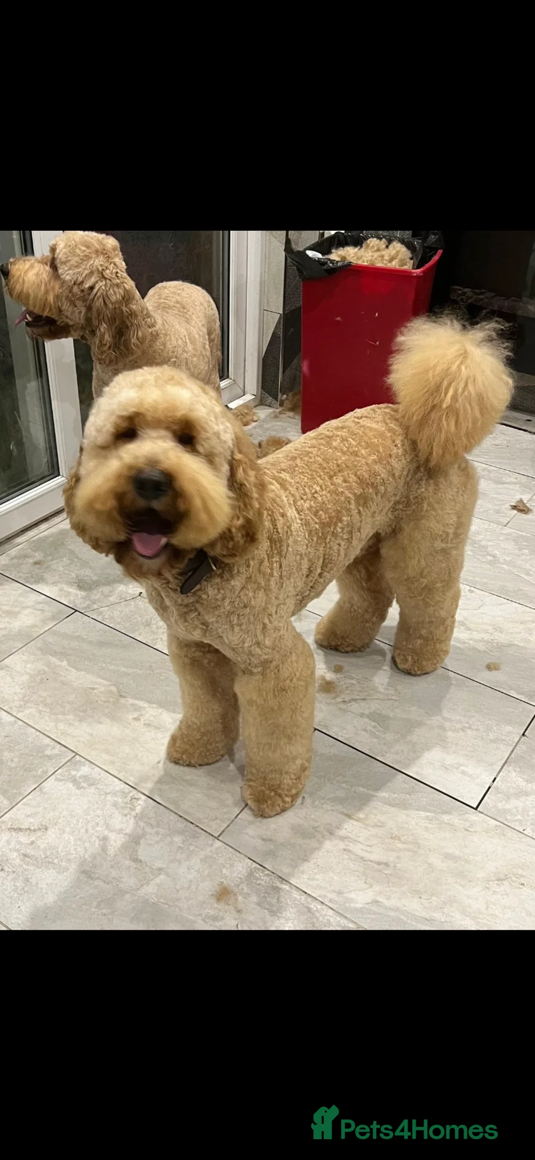 Labradoodle dogs for stud: Proven Extensive DNA health checked Stud in Warrington - Advert 16