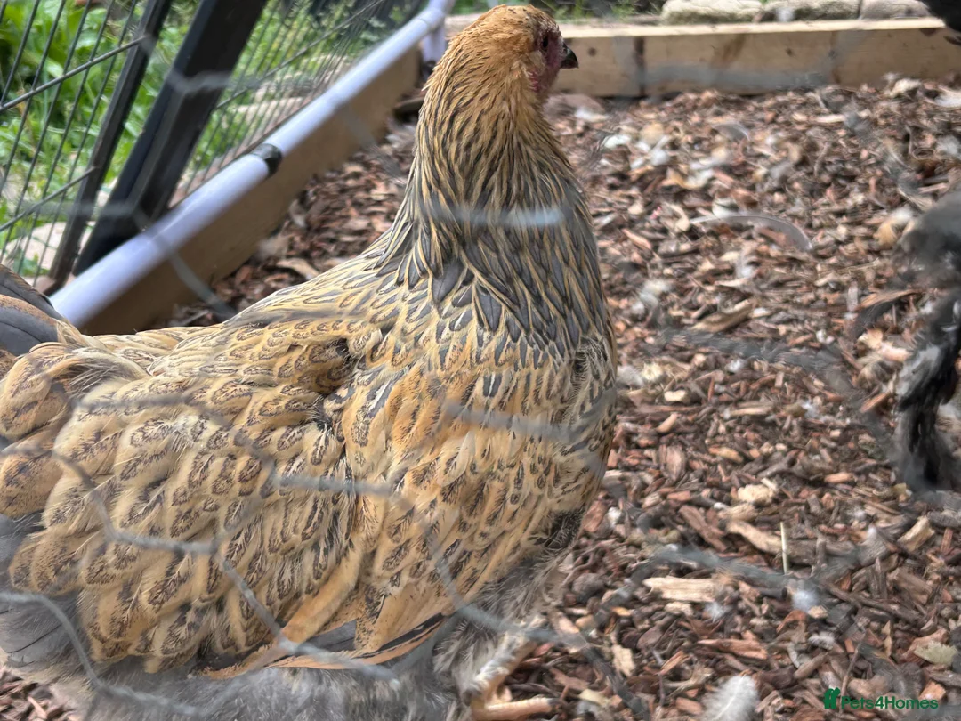 Chickens poultry for sale: Brahma  - Advert 7