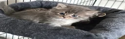 Persian cats for sale: Beautiful Persian Kittens  - Advert 20