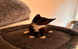 Mixed Breed cats for sale: Beautiful and super playful kittens  - Image 23