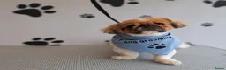 Mixed Breed dogs for sale: Maltese x Pekingese Puppies - Advert 3