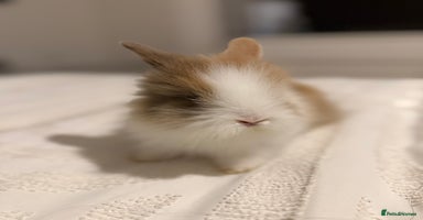 Lionhead rabbits - Advert 2