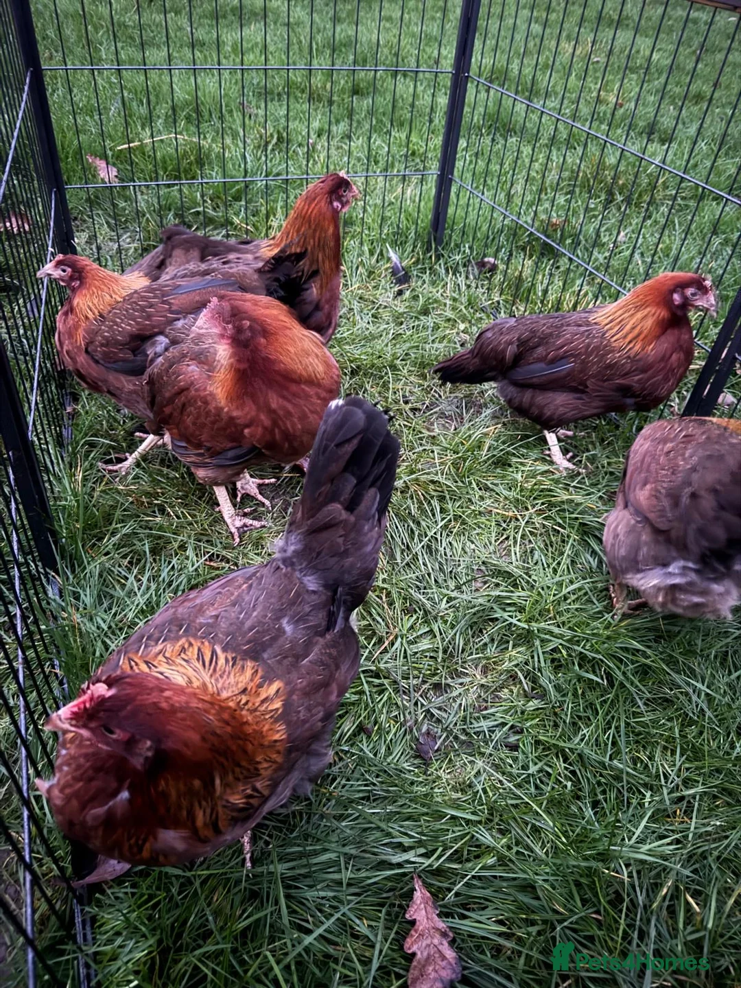 Chickens poultry for sale: Welsummers - Advert 2