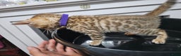 Bengal cats for sale: ✨️Stunning Bengal Babies-Exotic, Playful & Loving - Advert 3