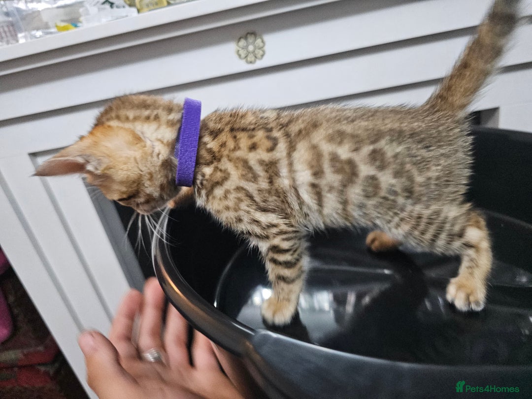 Bengal cats for sale: ✨️Stunning Bengal Babies-Exotic, Playful & Loving - Advert 3