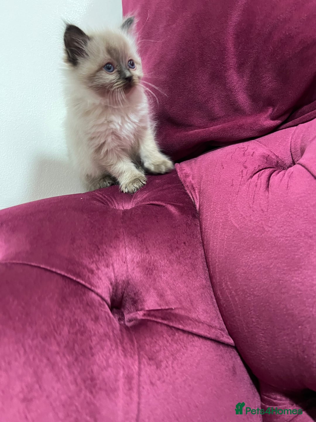 Ragdoll cats for sale: Beautiful Ragdoll Kittens Available  - Advert 15