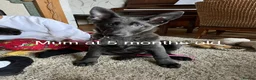 Mixed Breed dogs for sale: German shepherd x Tibetan mastiff - Advert 2