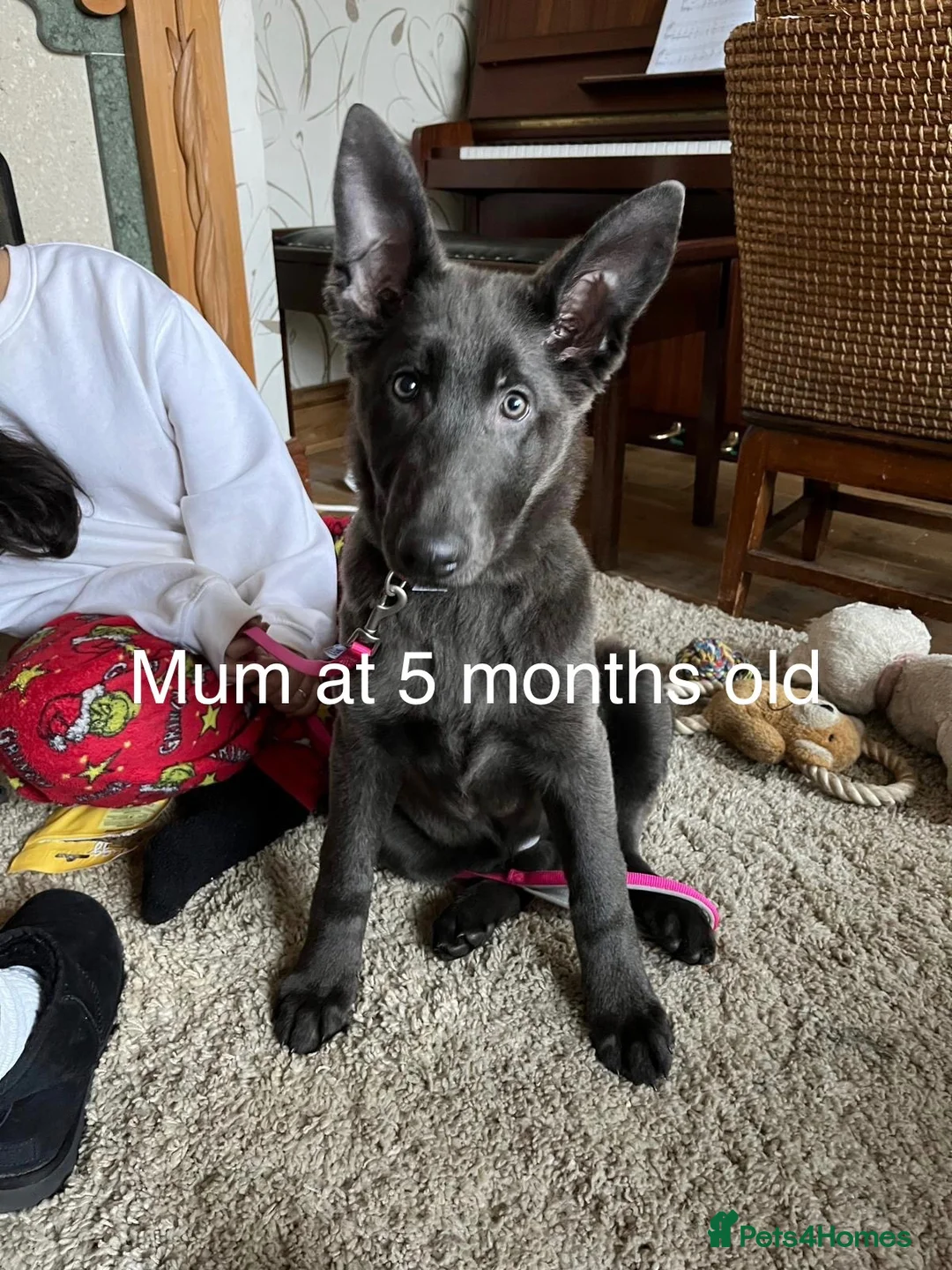Mixed Breed dogs for sale: German shepherd x Tibetan mastiff - Advert 2