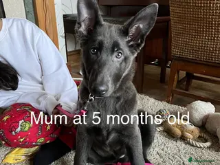 Mixed Breed dogs Alsatian cross Tibetan mastiff - Advert 3
