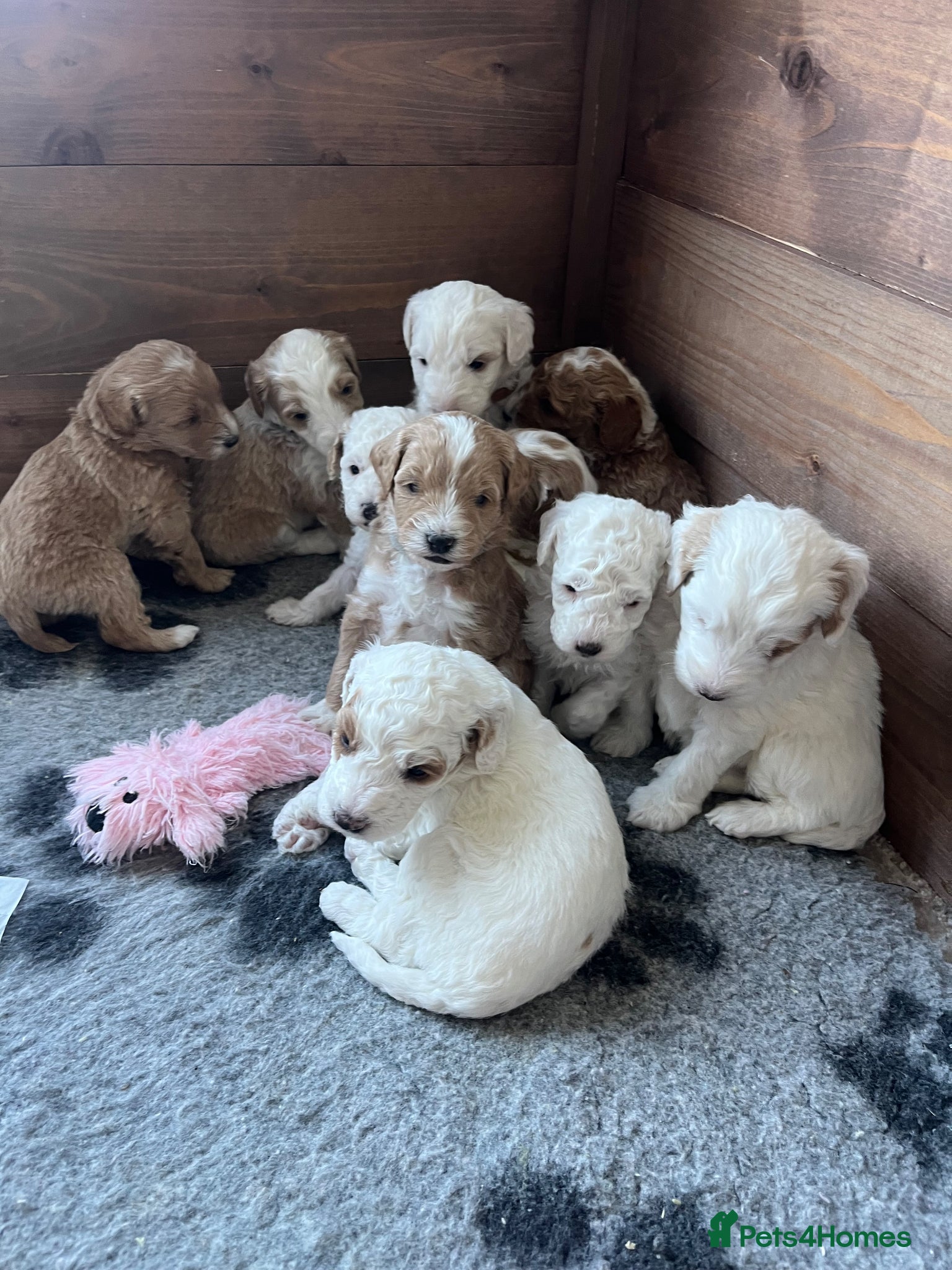 Australian Labradoodle dogs AUSTRALIAN LABRADOODLES - Health Tested - Advert 1