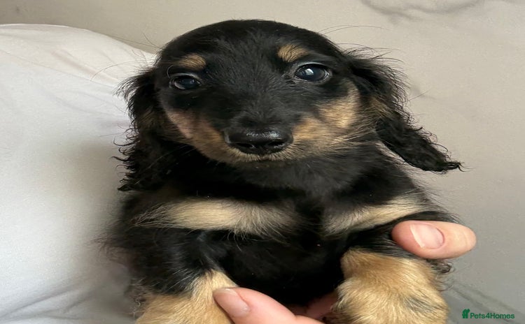 Miniature Dachshund dogs - Advert 4