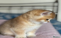 British Shorthair cats for sale: Ready now golden BSH - Image 20