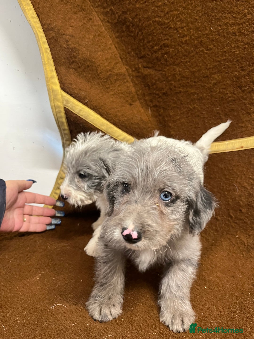 Jackapoo dogs for sale: Beautiful Jackapoo Puppies, READY NOW - Image 11