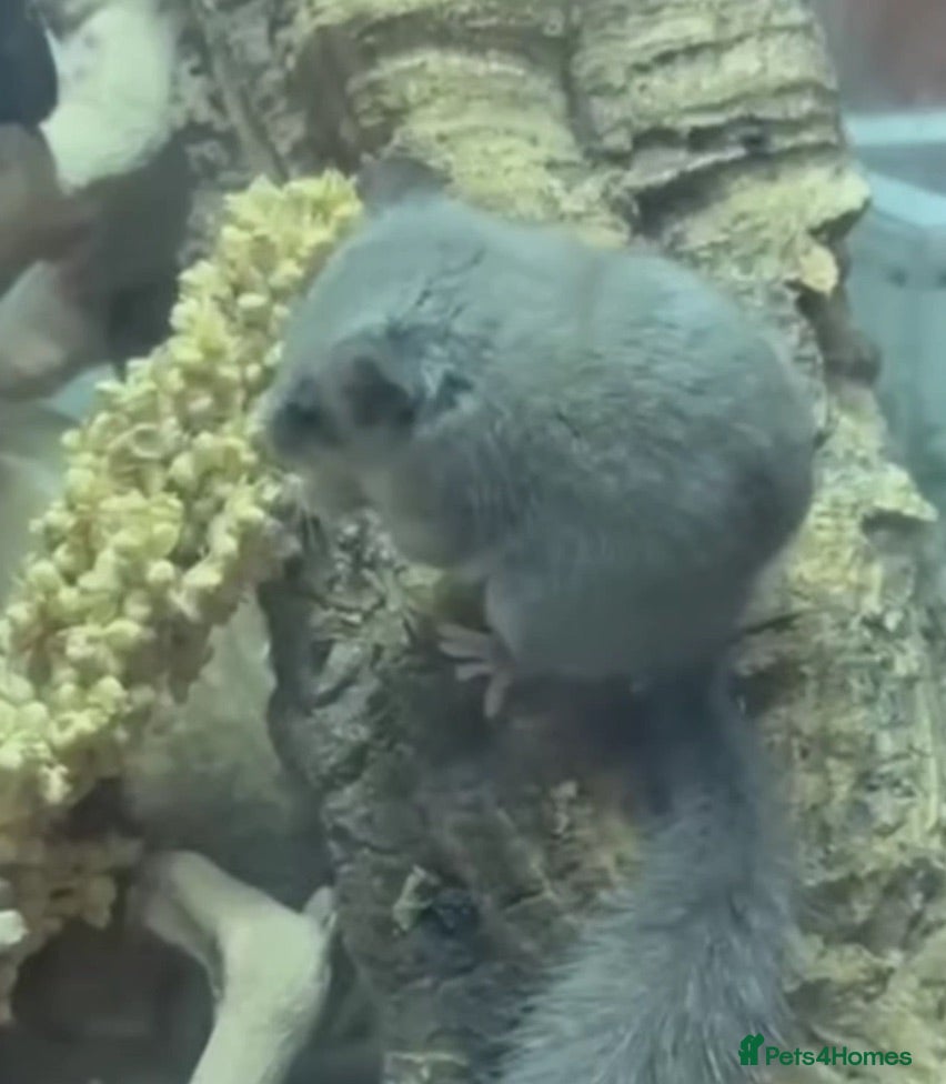 Mouse rodents 4 male african pigmy dormice - Advert 3