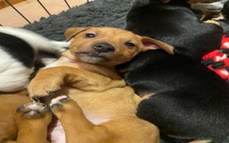 Jack Russell dogs for sale: Gorgeous Jack Russell terrier pups - Image 4