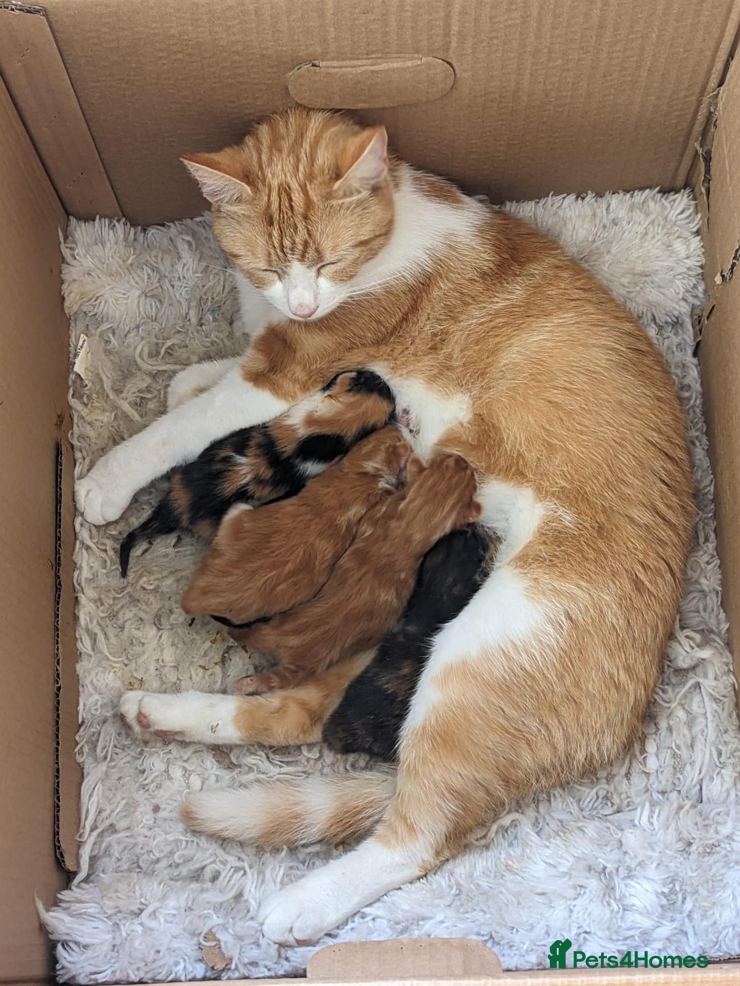 Mixed Breed cats Home reared kittens - Advert 1