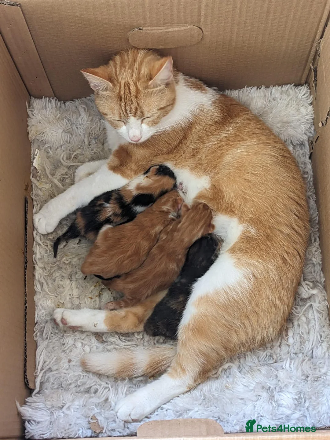 Mixed Breed cats for sale: Home reared kittens - Advert 1