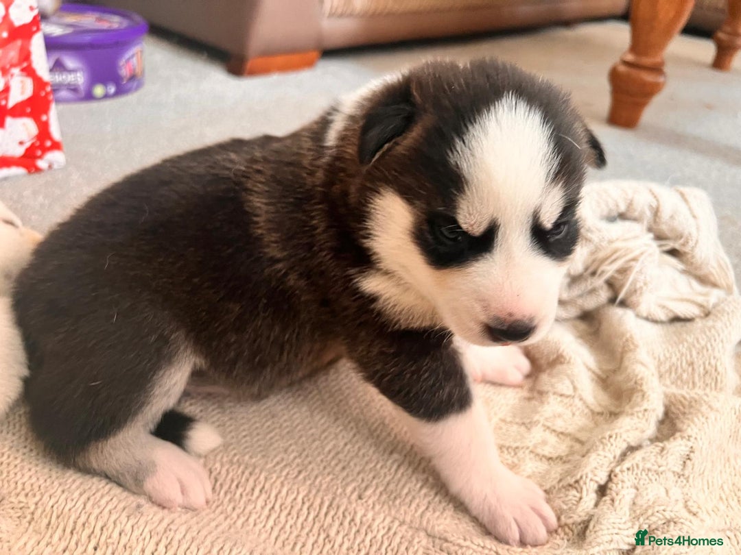 Siberian Husky dogs for sale: Siberian husky puppies x 5 - Advert 5