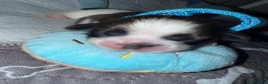 Shih Tzu Puppy 2