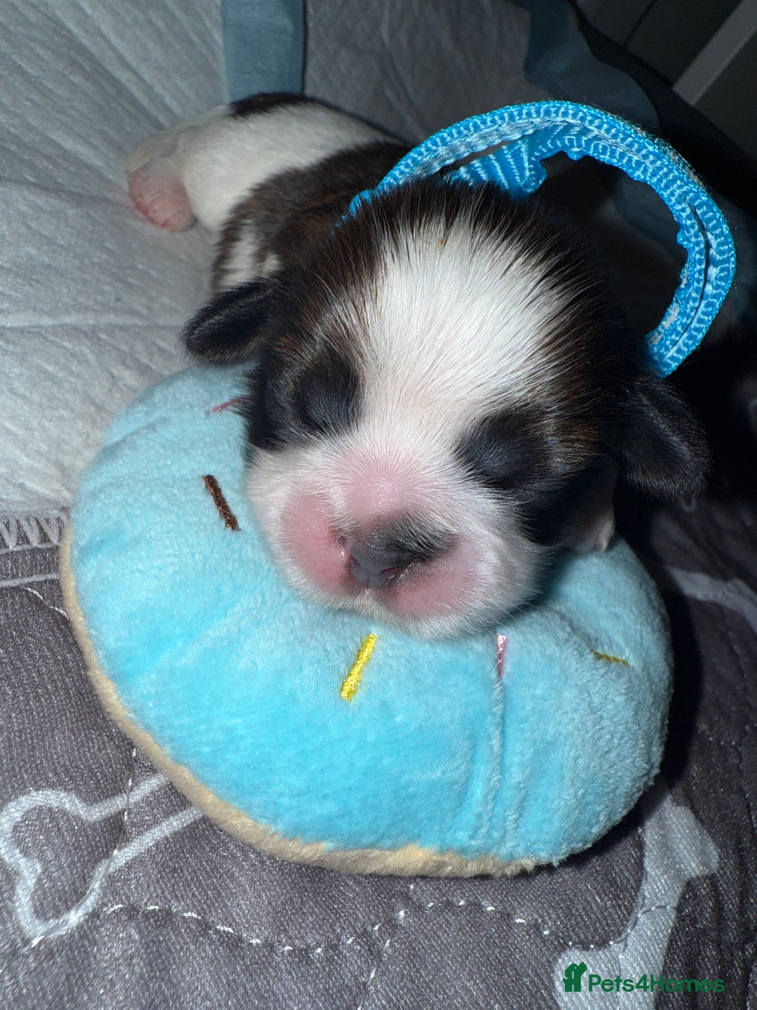 Shih Tzu dogs for sale: ShihTzu Newborn Puppies 💕Home-Raised & Well-Loved - Advert 30