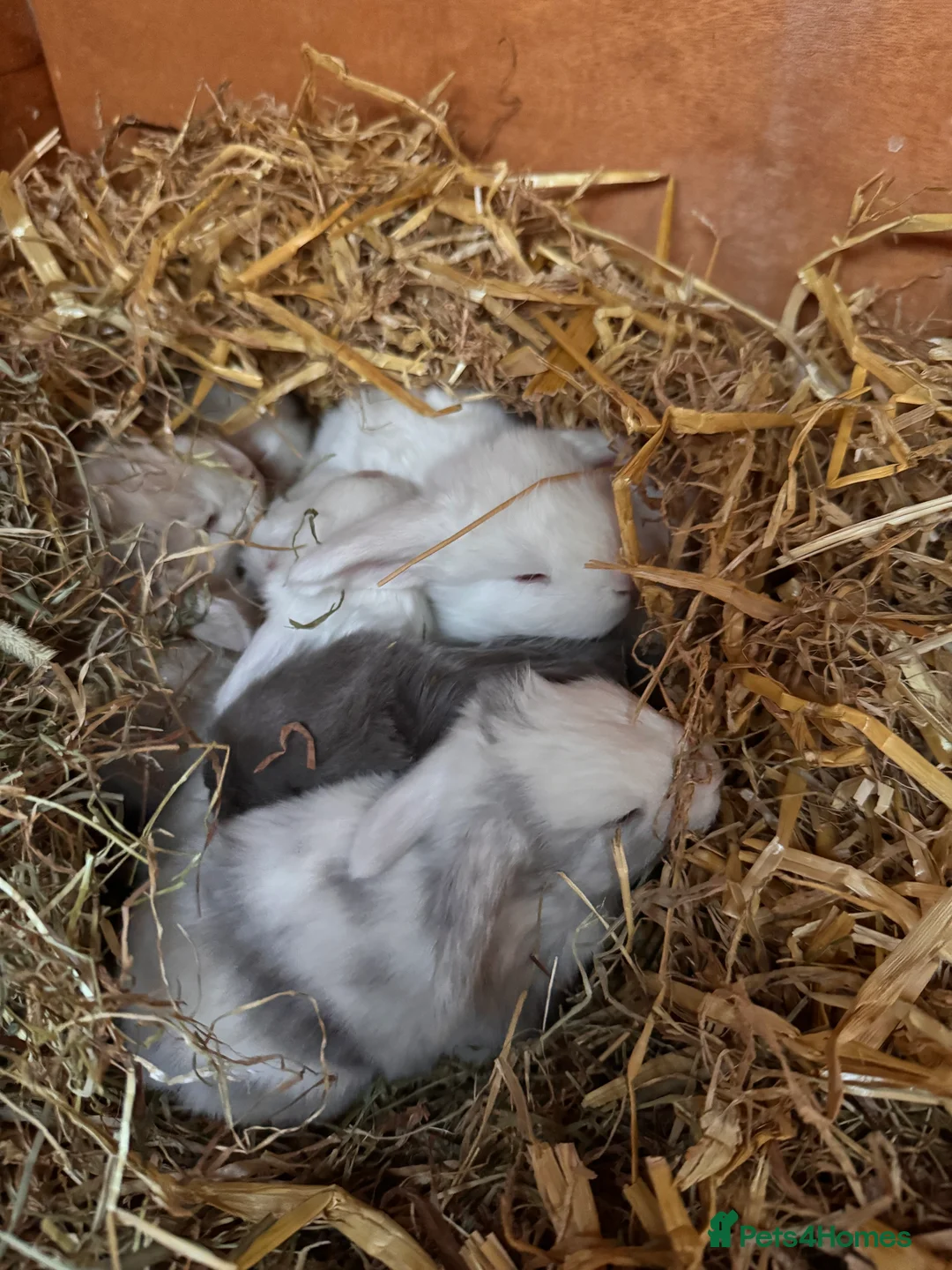 French Lop rabbits for sale: French lop - Advert 2