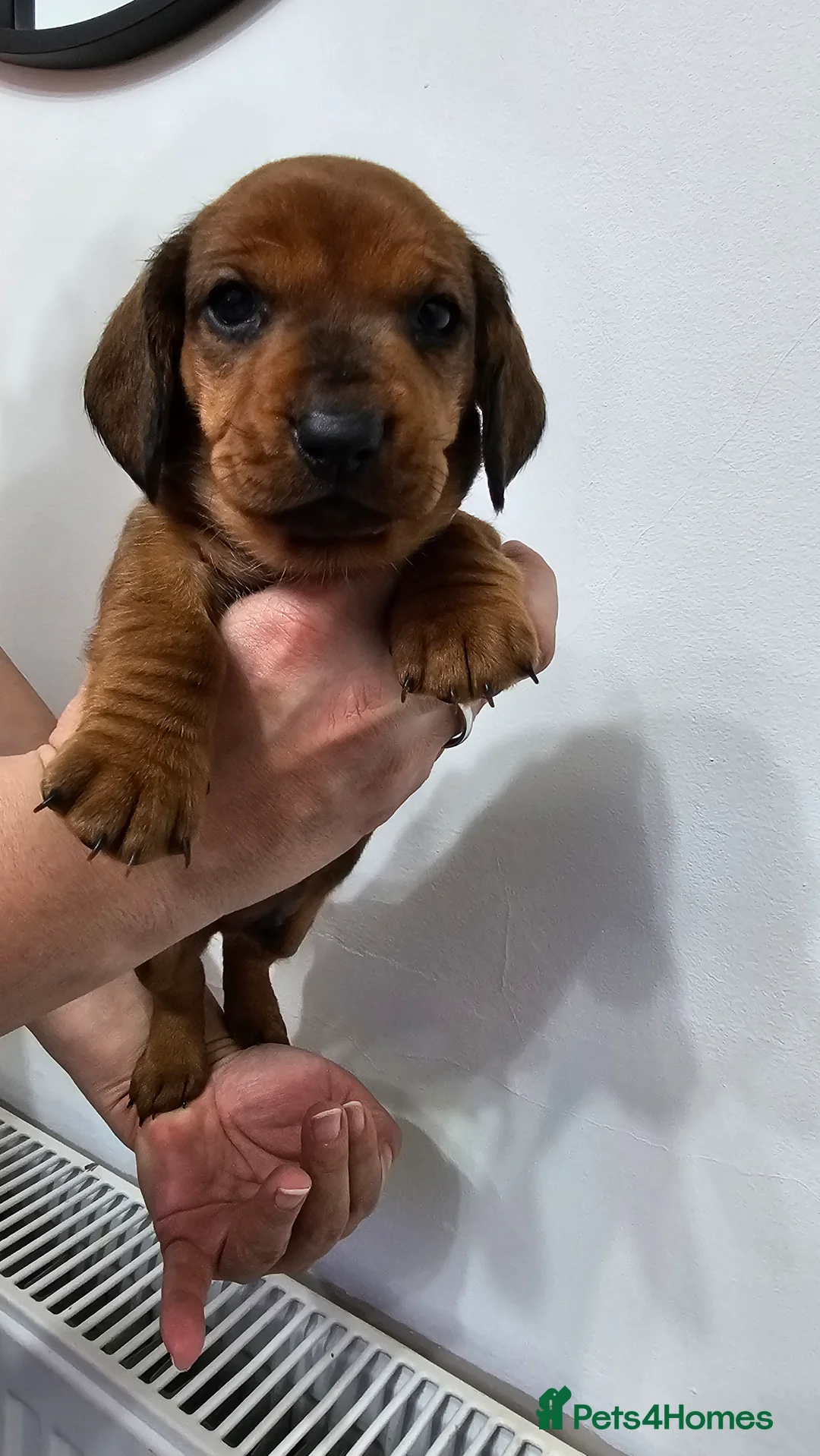Dachshund dogs for sale: Ready Now ! KC Standard Dachshund puppies!  - Advert 26