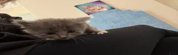 Mixed Breed cats for sale: Five beautiful kittens  - Advert 14