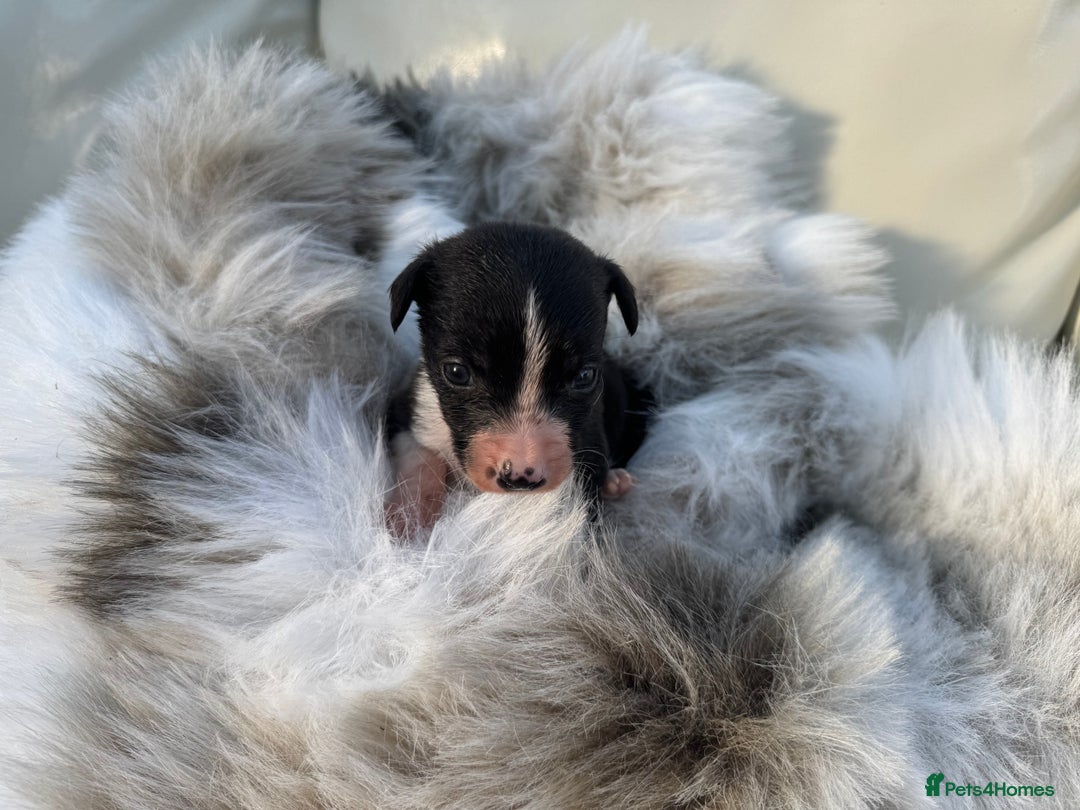 Mixed Breed dogs for sale: 🐾 Beautiful Whippet x Collie Puppies! 🐾 - Image 29