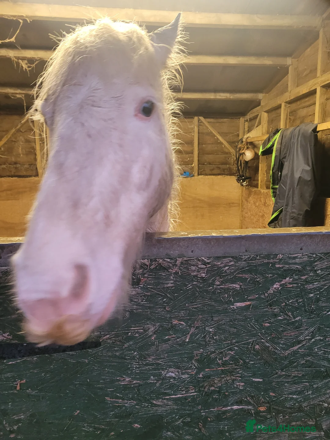 Connemara horses for sale: Beautiful boy - Advert 2