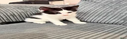 Mixed Breed cats for sale: Kittens - Advert 7