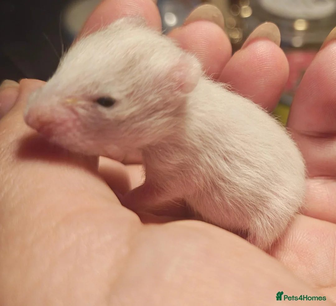 Hamster rodents for sale: Baby Syrian Hamsters ready for homes 20th October - Advert 2