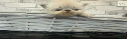 Persian cats for sale: Adorable Persian kittens  - Advert 3