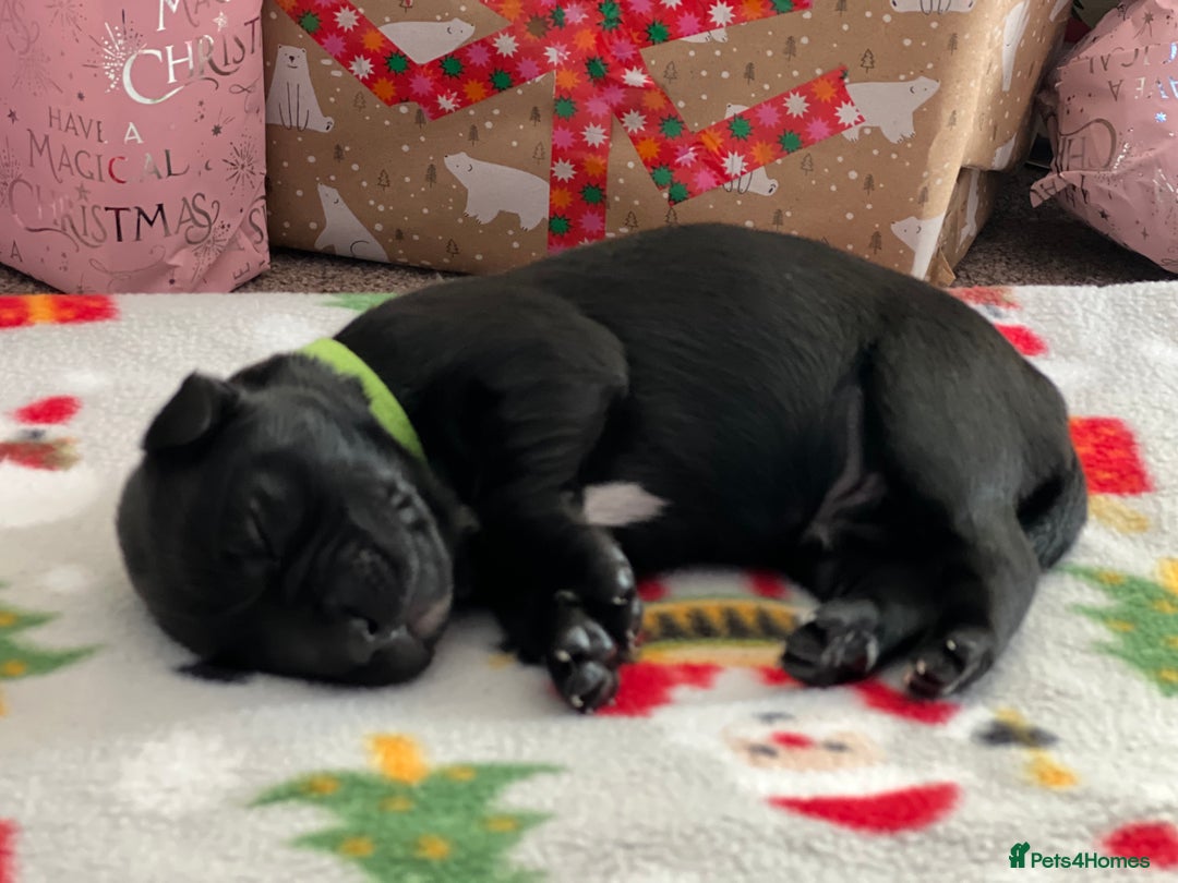 Mixed Breed dogs for sale: English Springer Spaniel X Husky (Spruskys)  - Advert 3