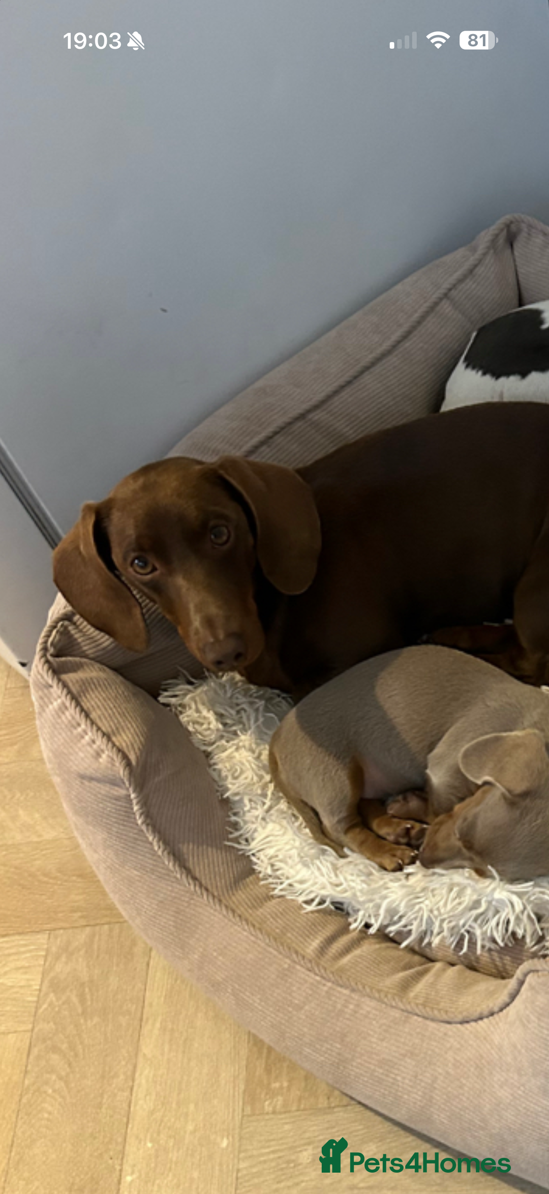Dachshund dogs for sale: Standard Dachshund Puppies  - Advert 8