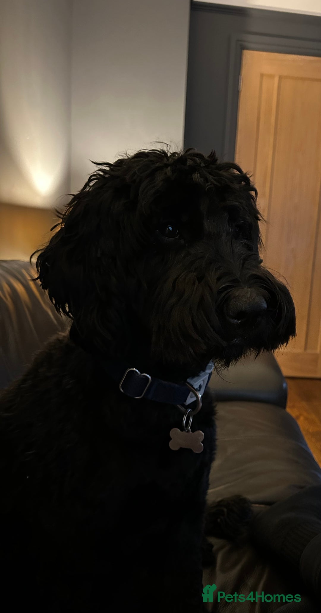 Goldendoodle dogs for sale: Gorgeous Goldendoodle Puppies Multi Generation F3  - Advert 2