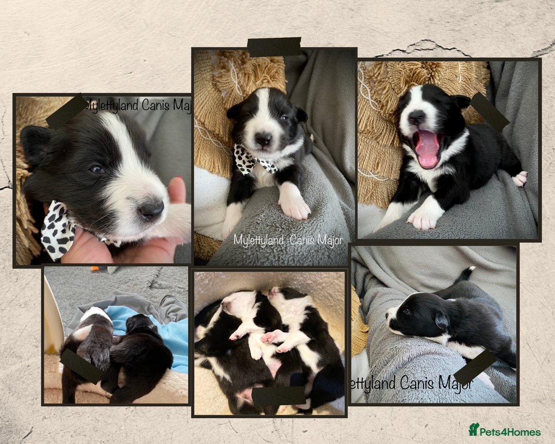 Border Collie dogs for sale: 5⭐️breeder KC DNA tested champions border collie  - Advert 28