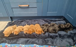 Labrador Retriever dogs for sale: Labrador puppies  - Image 4