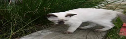 Siamese cats for sale: Adorable Siamese Kittens in Inverness - Advert 12