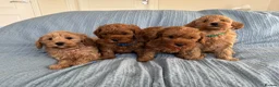 Cavapoo dogs for stud: F1B Cavapoo Stud Dog🐾 - Advert 19