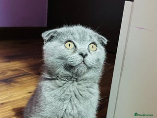 Scottish Fold cats - Advert 2