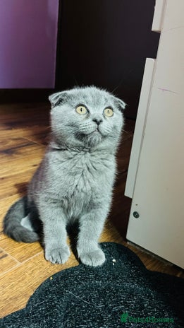 Scottish Fold cats - Advert 7