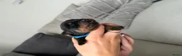 Rottweiler dogs for sale: Beautiful German bloodline Rottweiler puppies - Advert 20