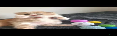 Kitty 3
