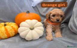 Cavapoochon dogs for sale: 🐾CAVAPOOCHON PUPPIES 🐾 - Image 16