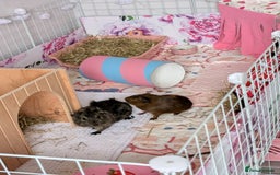 Guinea Pig rodents for sale: Two female guineapigs for rehoming - Image 6