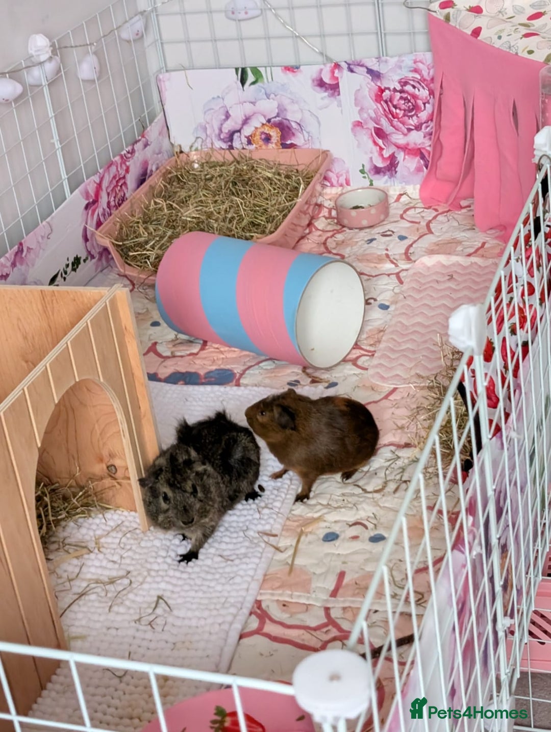 Guinea Pig rodents for sale: Two female guineapigs for rehoming - Image 6